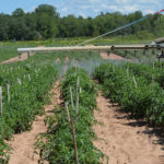 Air-Boom-Stake-Tomatoes-Front-Spraying